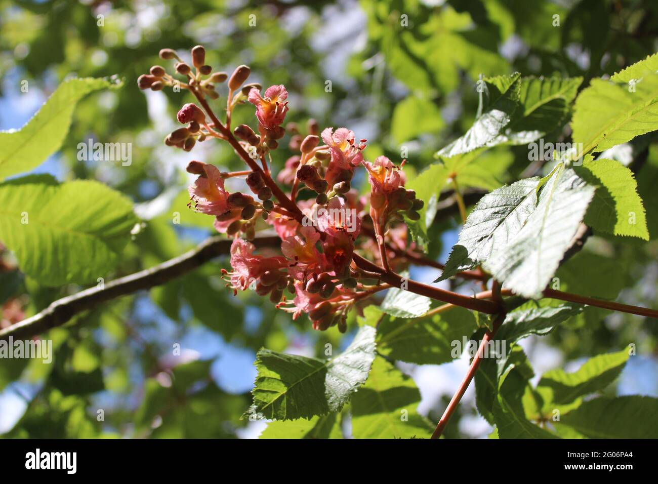 Roter Rosskastanienbaum blüht im Wald Stockfoto