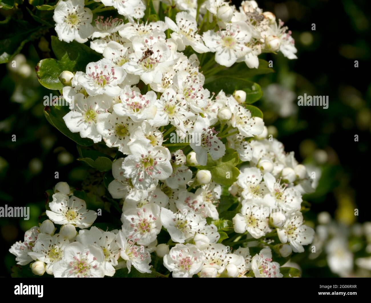 Der Weißdorn blüht im späten Frühjahr, was ihm den gemeinsamen Namen Mayflower gibt. Bäume, die im offenen Sonnenschein wachsen, haben reichlich blühende Pflanzen. Stockfoto