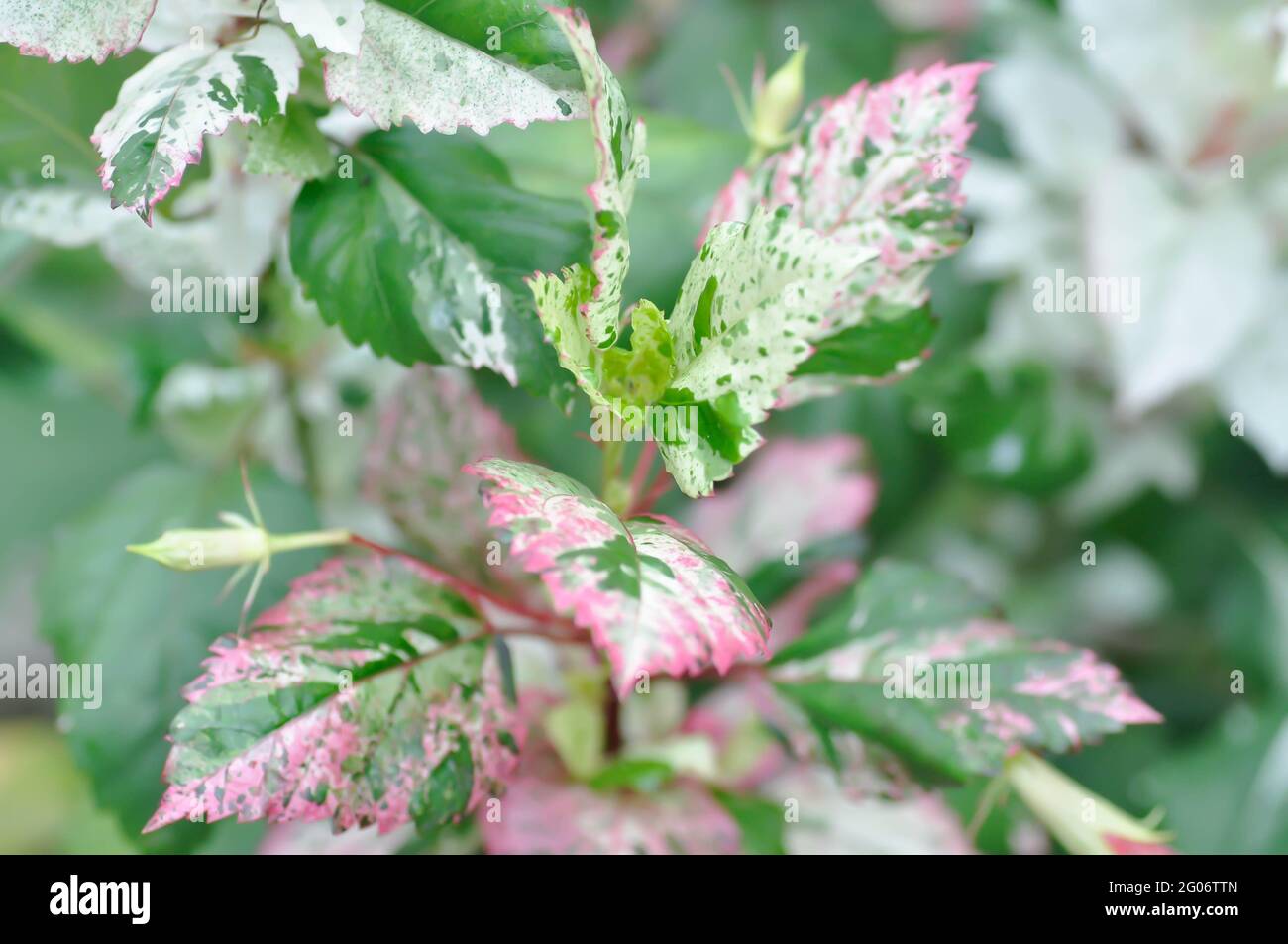 Chinesische Rose, Hibiskus oder Hibiscus Rosa-Sinensis Variegata Pflanze  Stockfotografie - Alamy