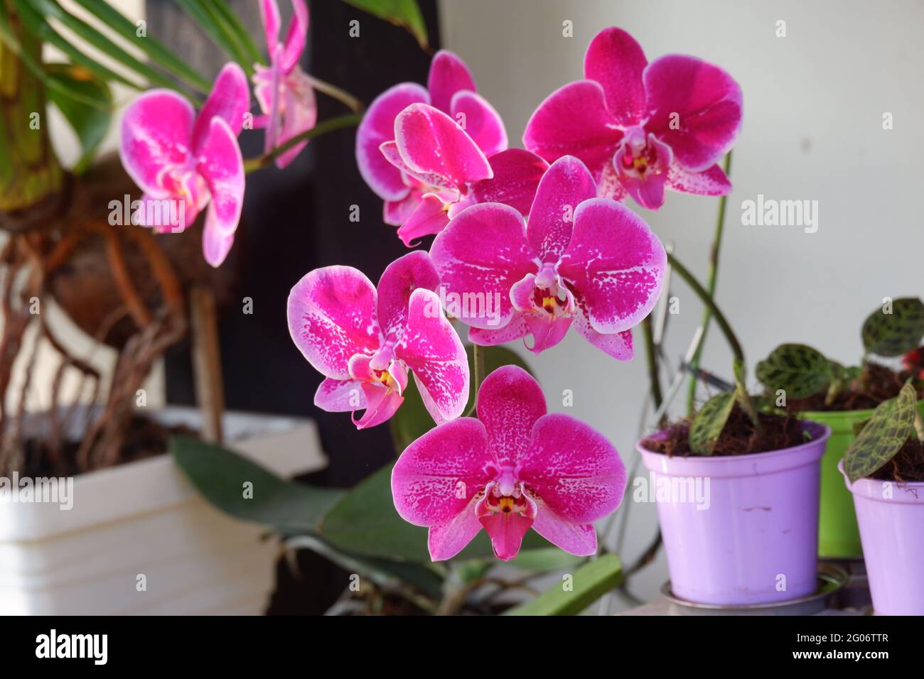 Nahaufnahme der schönen violetten Pfalaenopsis amabilis / Motten Orchideen in voller Blüte im Garten mit gelben Stentilen isoliert auf unscharfen Hintergrund Stockfoto