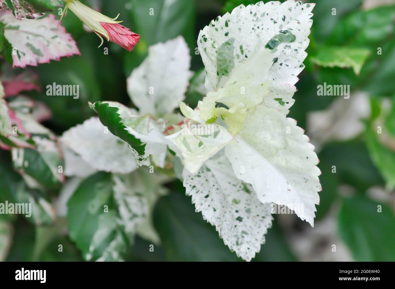Chinesische Rose, Hibiskus oder Hibiscus Rosa-Sinensis Variegata Pflanze  Stockfotografie - Alamy
