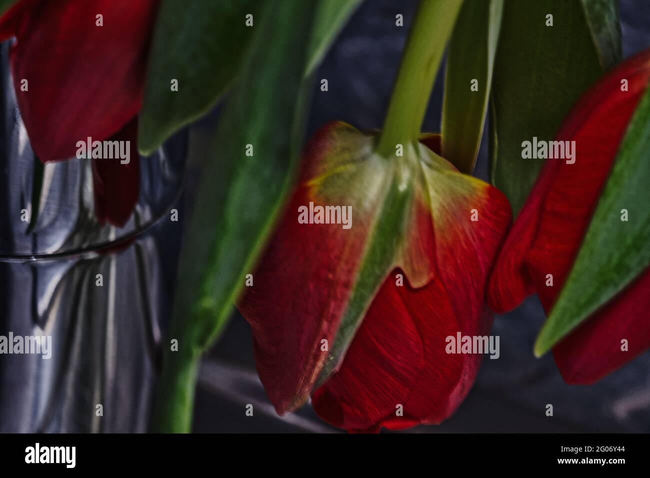 Frühlingsblühende, asiatische exotische Blumen Stockfoto