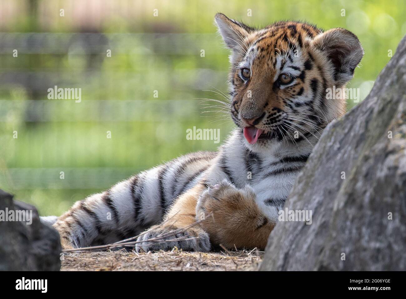 DIE NIEDERLANDE: Ein frech-junges Tiger streckt seine Zunge vor die Kamera im Safaripark Beekse Bergen. URKOMISCH Schnappschüsse des Augenblicks dieses frechen Tieres Stockfoto