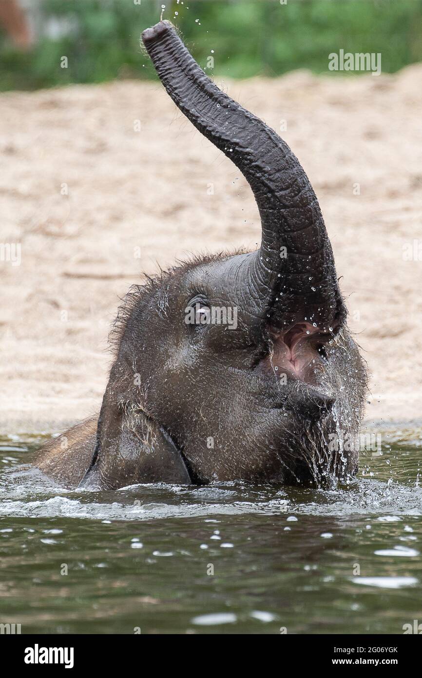 NIEDERLANDE: Ein Elefantenbaby zeigt sich für die Kamera im Artis Zoo. URKOMISCHE Schnappschüsse aus dem Moment, in dem diese frechen Tiere Raspberrie zu blasen schienen Stockfoto