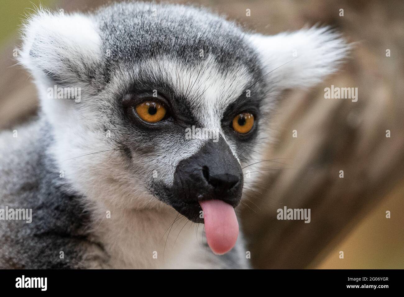 NIEDERLANDE: Ein Ringschwanz-Lemur streckt seine Zunge bei Apenheul aus. URKOMISCHE Schnappschüsse aus dem Moment, in dem diese frechen Tiere Raspberrie zu blasen schienen Stockfoto