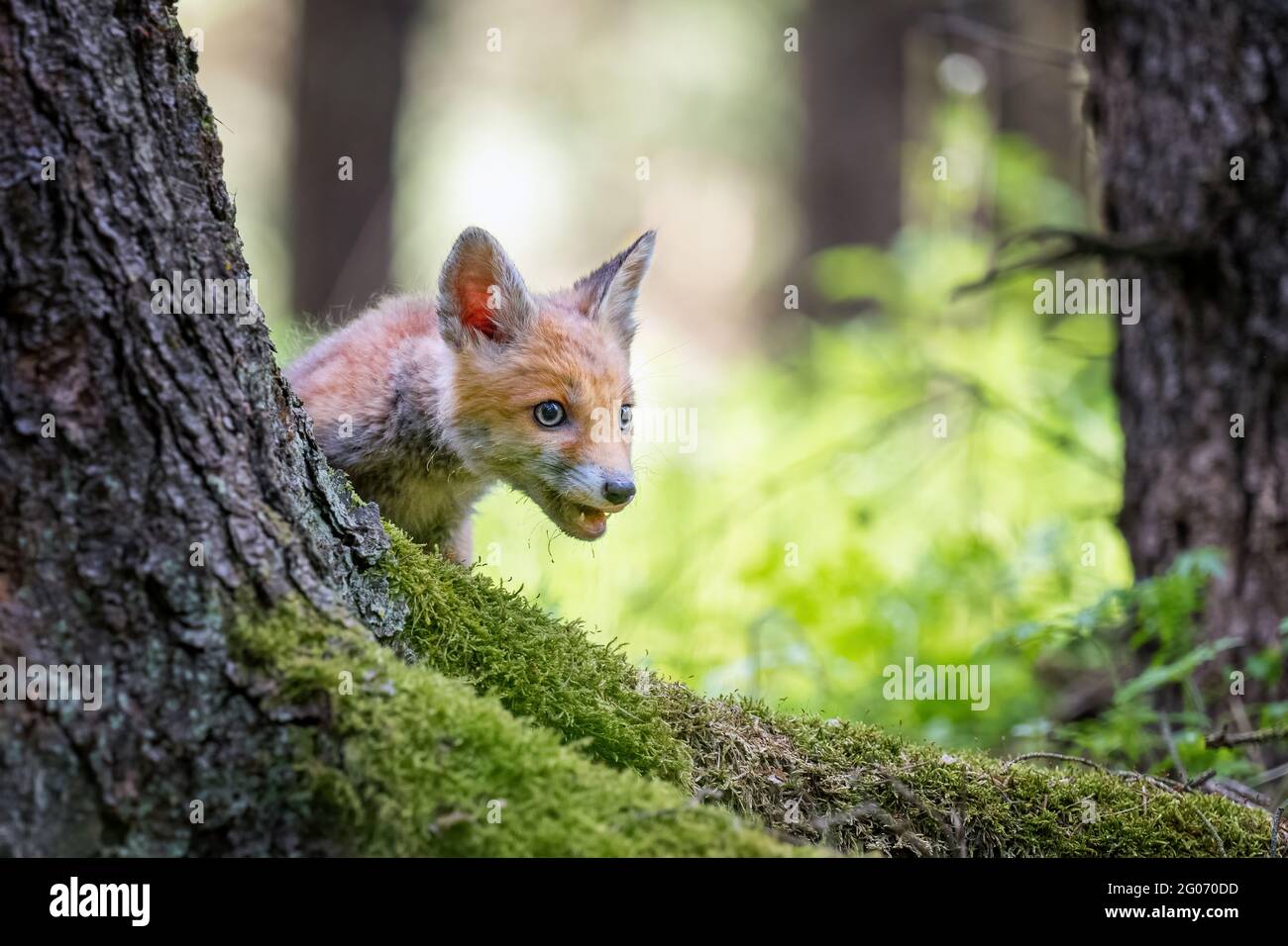 Ein Fuchsjunges, das in einem grünen Wald herumläuft. Stockfoto