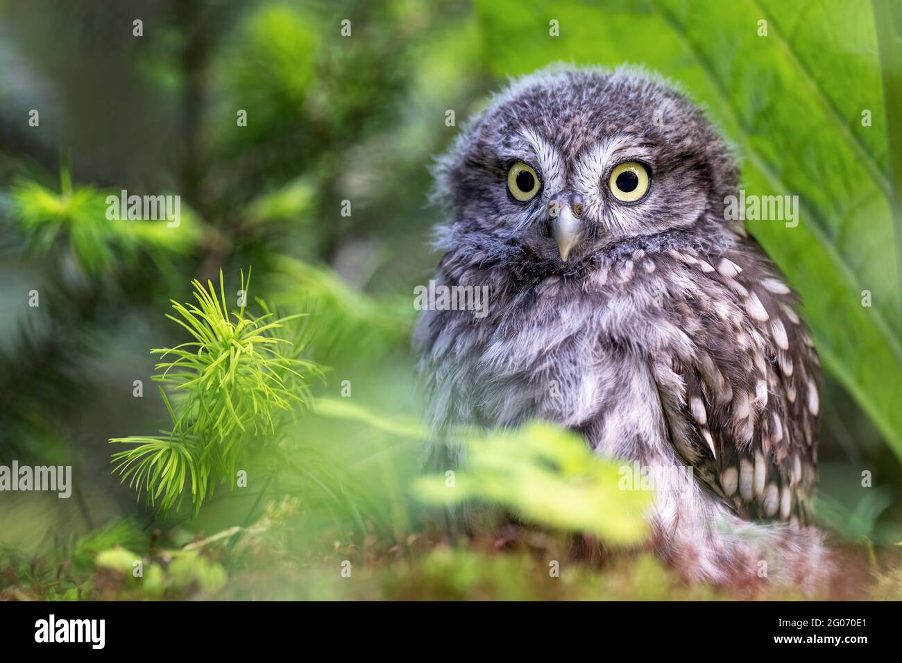 Kleine Eule sitzt im Wald versteckt unter den Zweigen. Stockfoto