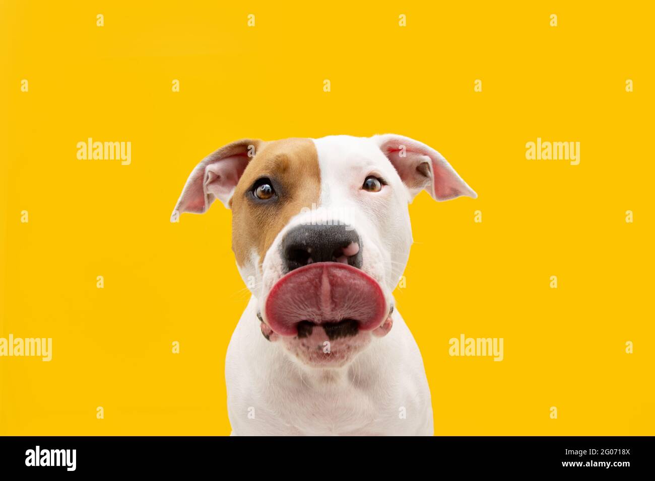 Hungriger amerikanischer Staffordshire Hund gerade leckt. Isoliert auf gelbem Hintergrund Stockfoto