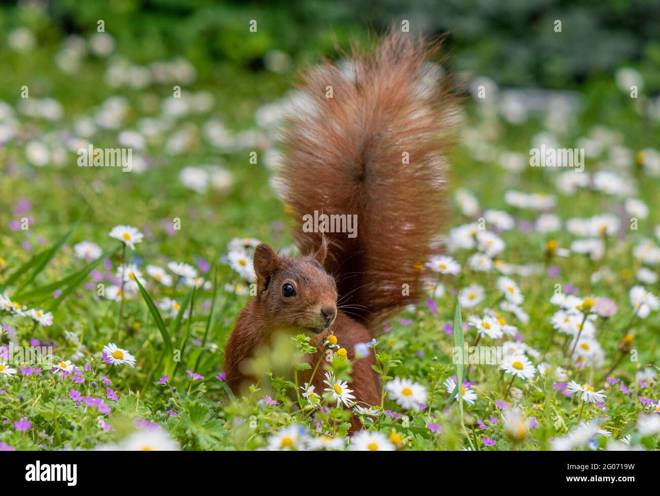 Rotes Eichhörnchen, Ischiurus vulgaris auf einer mit Gänseblümchen bedeckten Wiese Stockfoto