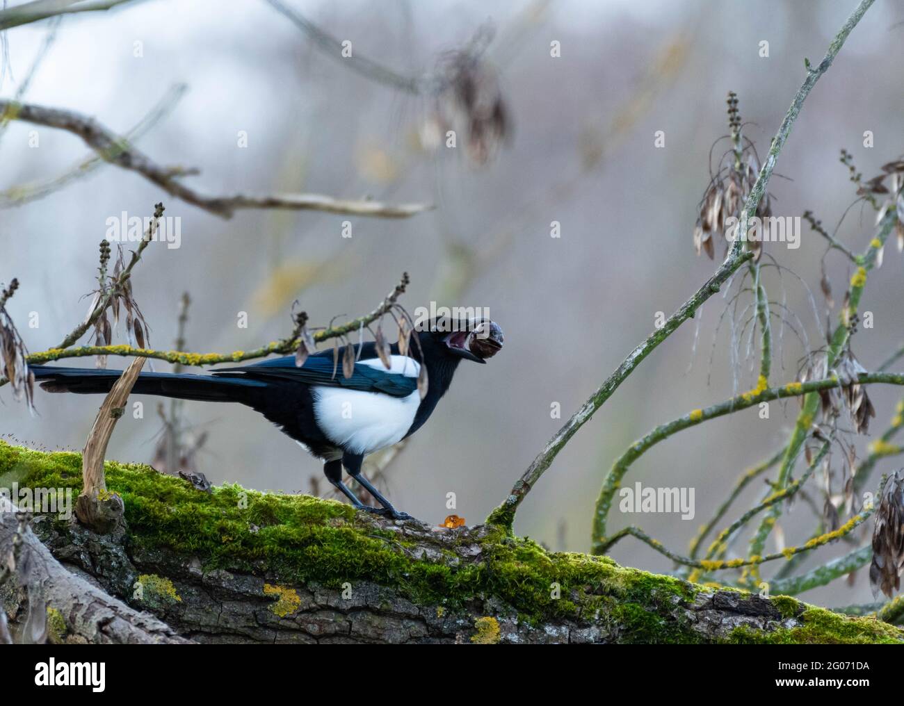 eurasische Elster, Pica Pica mit Futter auf einem moosigen Ast Stockfoto