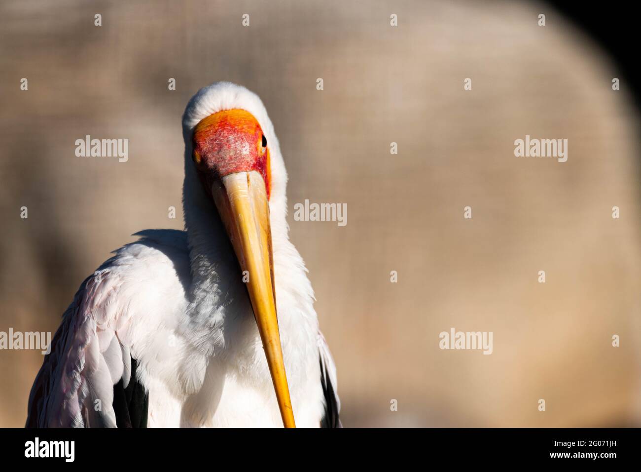 Gelbschnabelstorch, Mykteria Ibis starrt Stockfoto