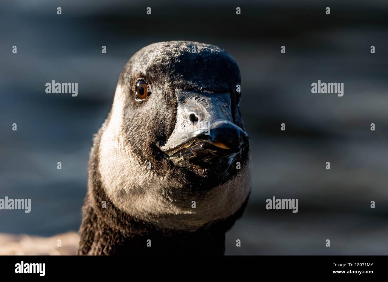 kanadagans, branta canadensis Portrait mit verschwommenem Hintergrund Stockfoto