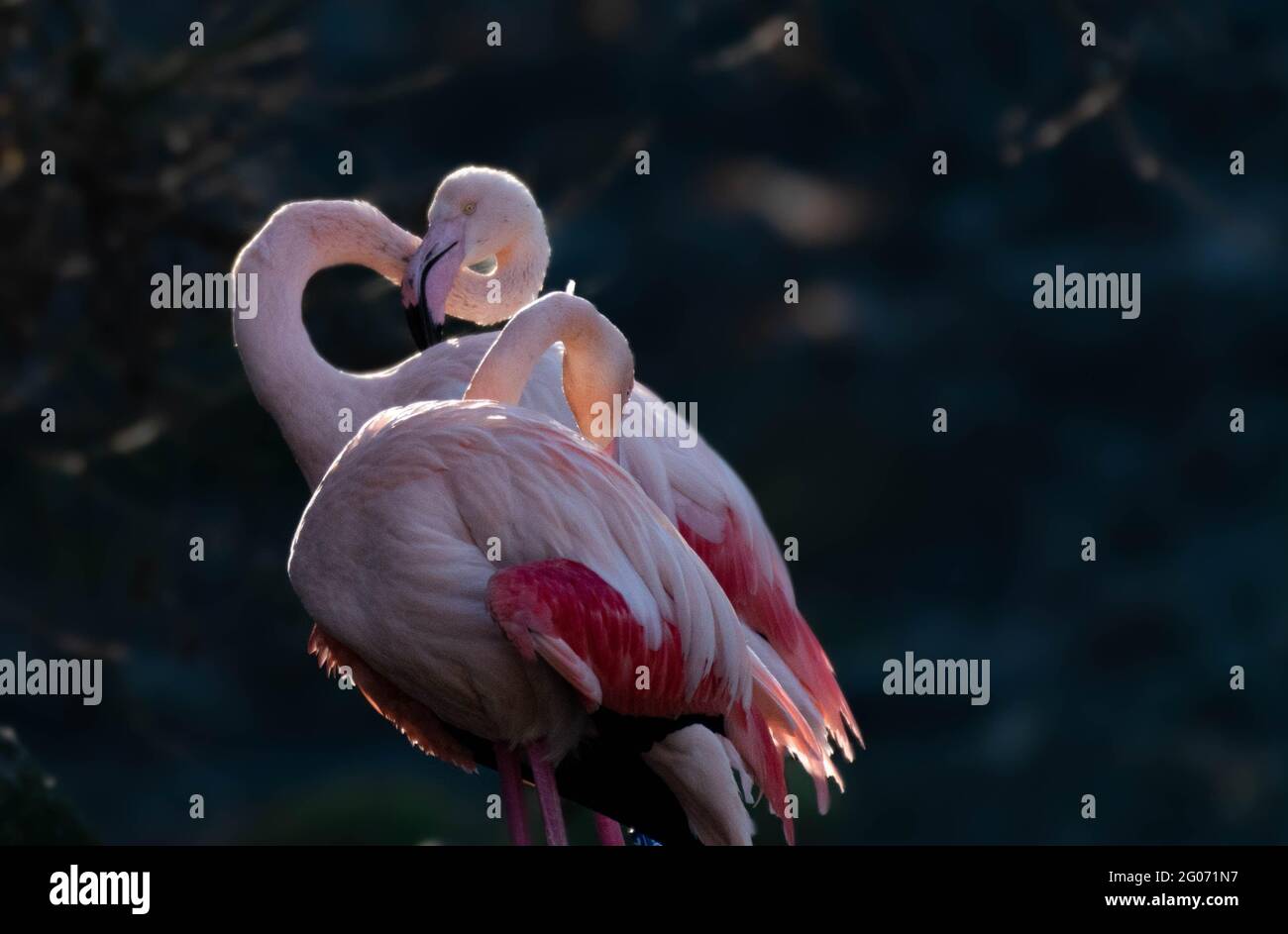 Zwei Flamingos phoenicopteridae erhellen sich von der Sonne Stockfoto