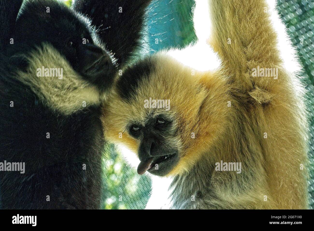 Müde vom Aufhängen - zwei Gibbon-Affen mit weißen Wanzen im Point Defiance Zoo in Tacoma. Stockfoto