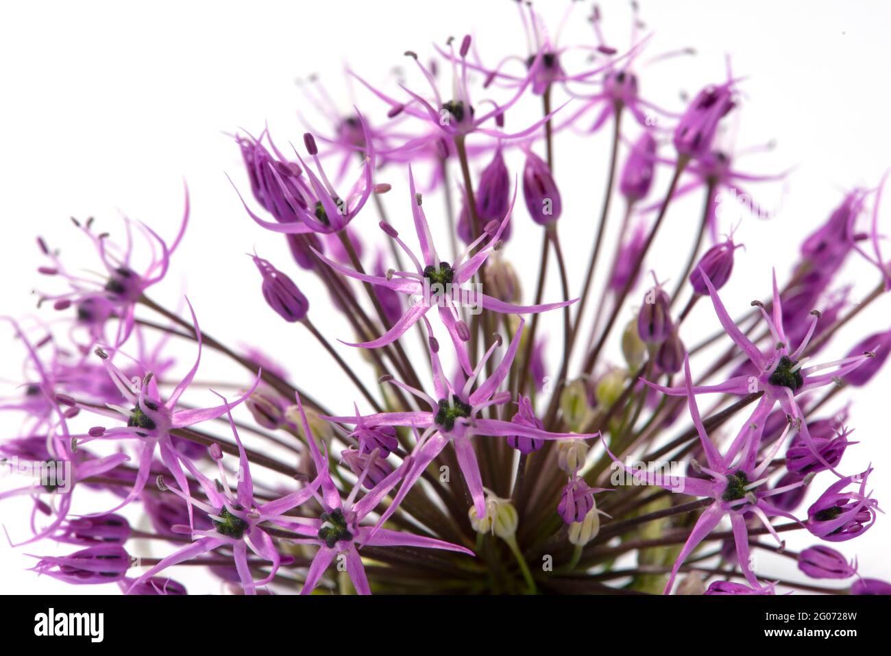 Lila Allium Blume Nahaufnahme auf weißem Hintergrund. Makro, Nahaufnahme. Stockfoto