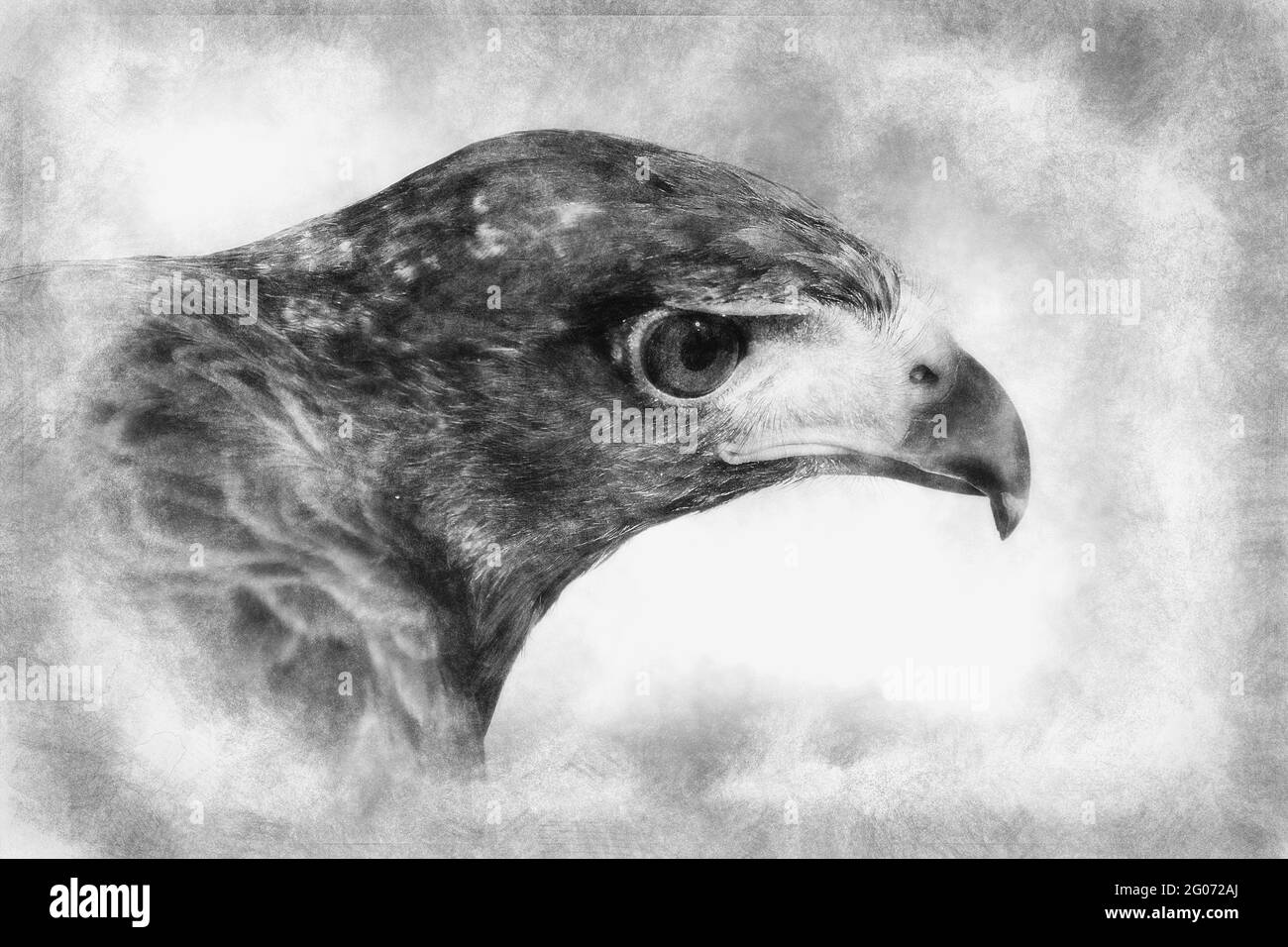 adlerbraunes Gefieder und spitz zulaufende Schnabel schwarz-weiße Zeichnung Stockfoto