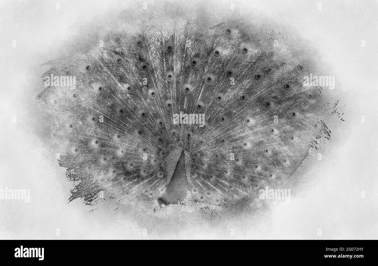 pfauenfedern mit riesigen offenen. Porträt eines schönen Pfaus mit Federn aus schwarz-weiß Zeichnung Stockfoto