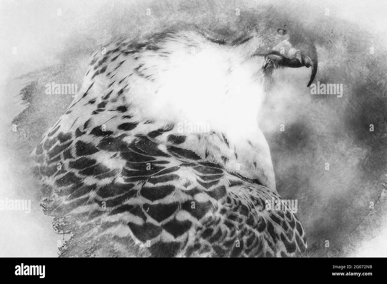 Beute, schöner weißer Falke mit schwarz-grauem Gefieder, schwarz-weißer Zeichnung Stockfoto