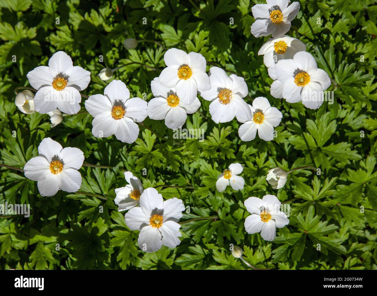 Weiß-gelb-Windblume-auf-einem-grünen-Hintergrund im Mai Stockfoto