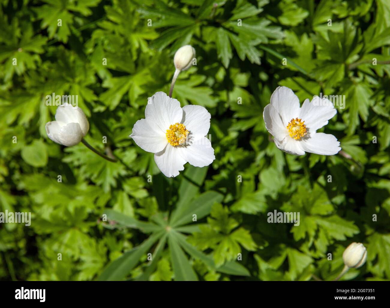 Weiß-gelb-Windblume-auf-einem-grünen-Hintergrund im Mai Stockfoto