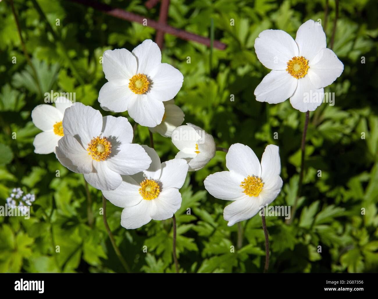 Weiß-gelb-Windblume-auf-einem-grünen-Hintergrund im Mai Stockfoto