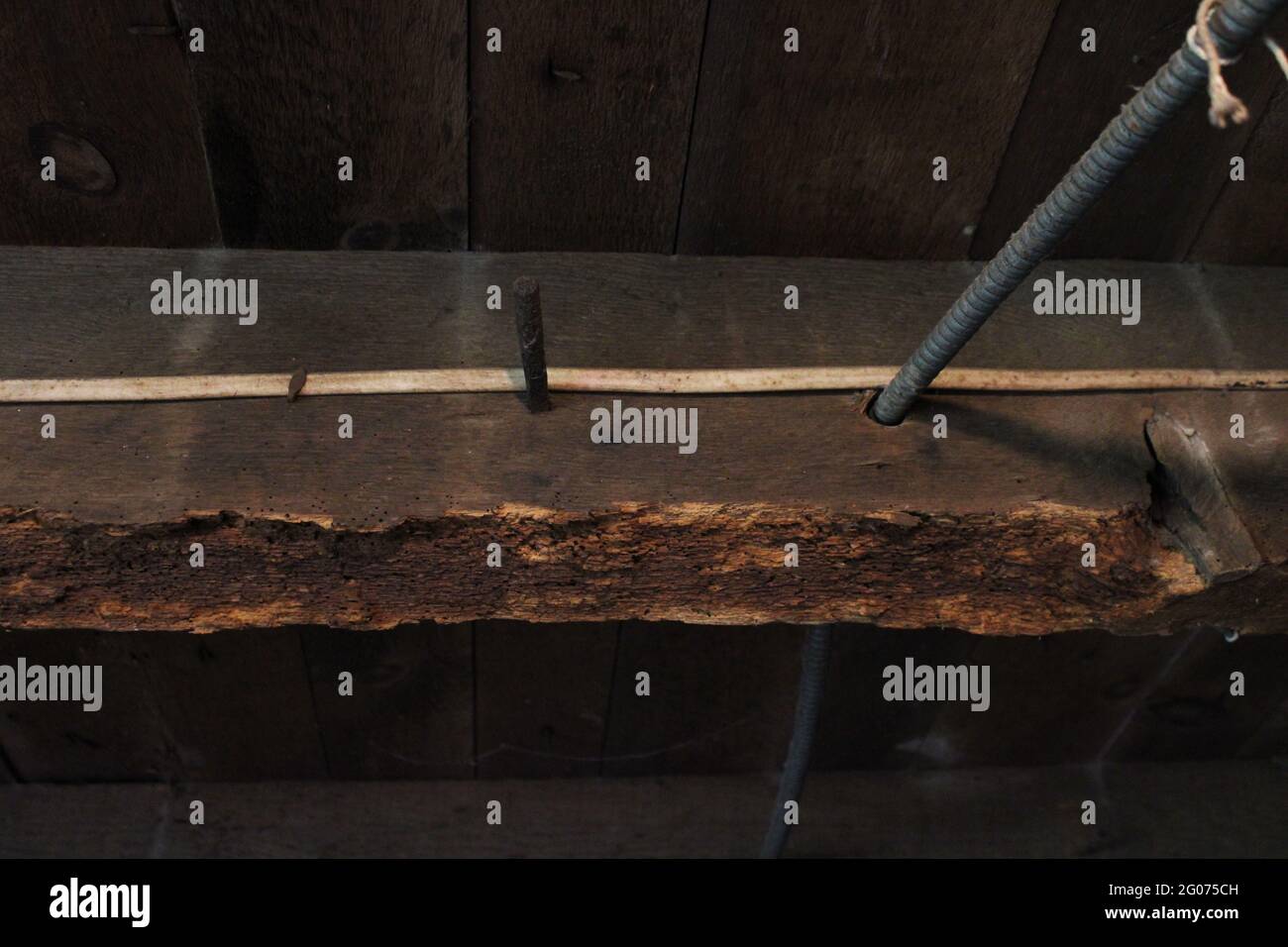 Ein Holzbodenkäfer, der durch Pulverpfosten-Käfer beschädigt wurde Stockfoto