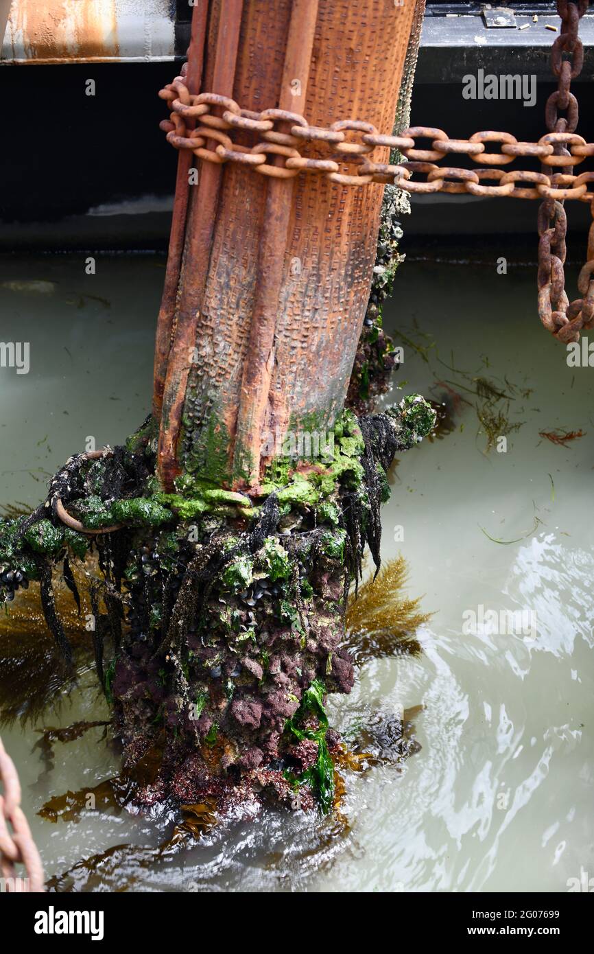 Rostige, von Muscheln und Algen beweine alte Eisenpoller an einer Schiffsanlegestelle in Venedig Stockfoto