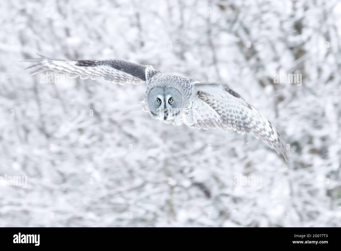 Nahaufnahme einer Grauen Eule (Lappland-Eule) im Flug, Finnland. Stockfoto