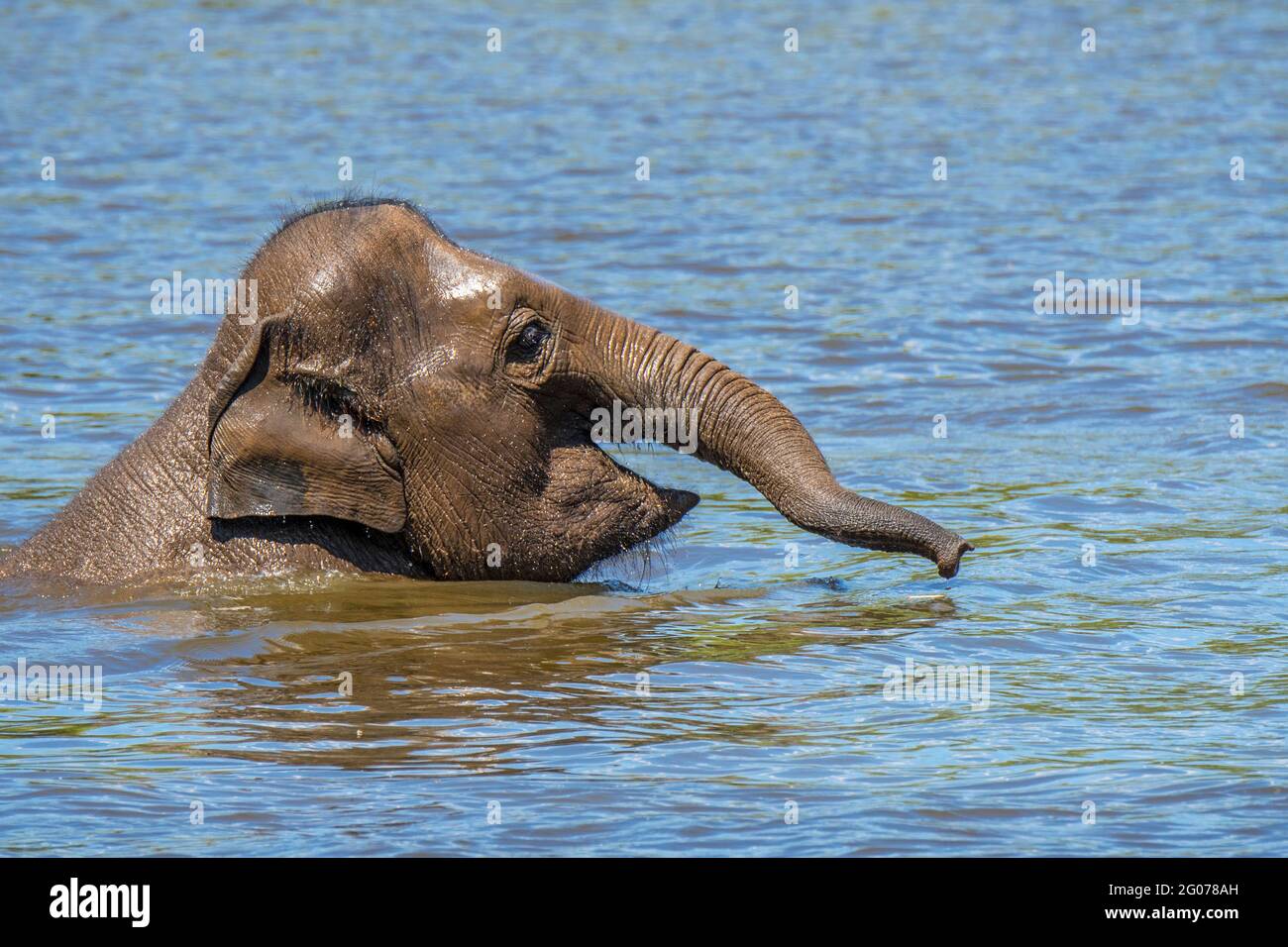 Junger asiatischer Elefant / asiatischer Elefant (Elephas maximus) Jugendlich Spaß beim Baden und Spielen im Wasser des Flusses Stockfoto