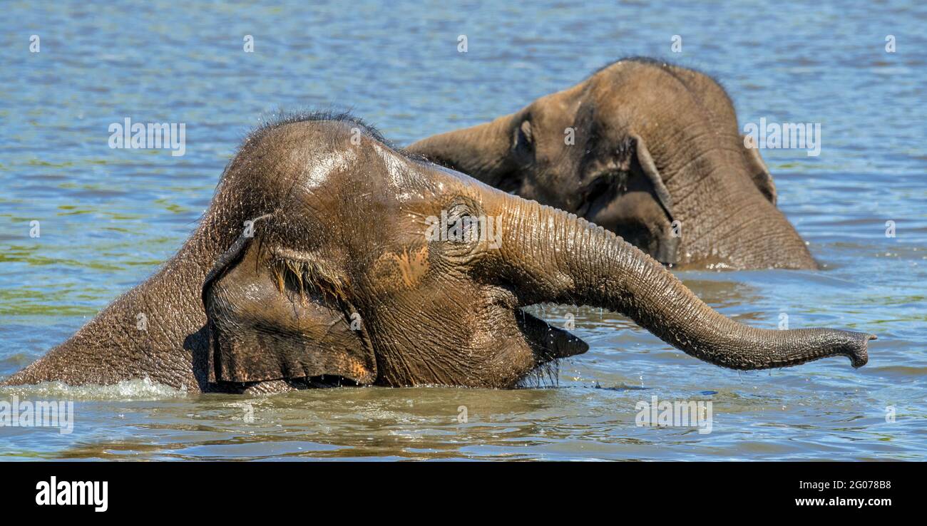 Zwei junge asiatische Elefanten / asiatischer Elefant (Elephas maximus) Jugendliche, die Spaß beim Baden und Spielen im Flusswasser haben Stockfoto