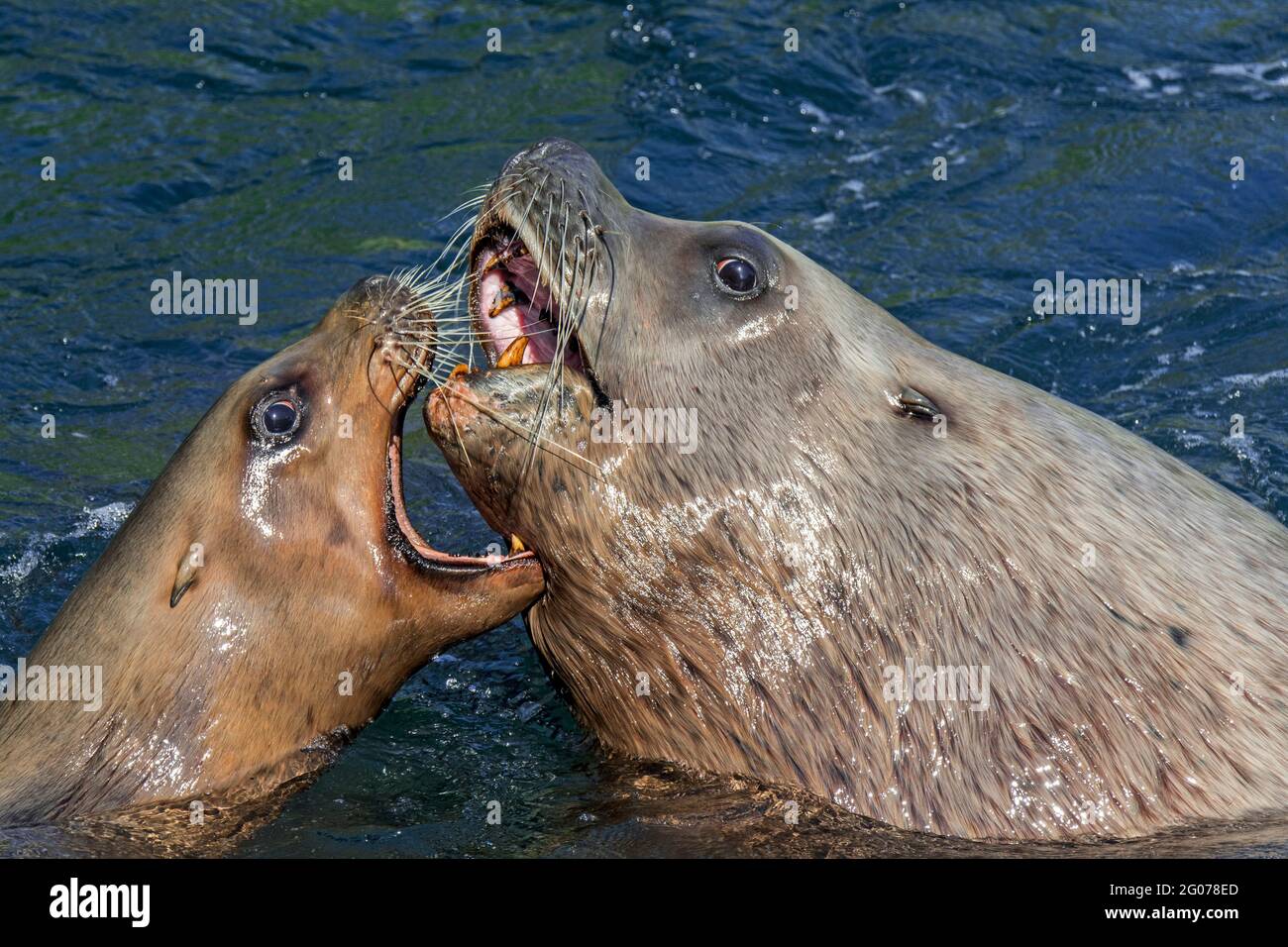 Steller Seelöwe / nördliche Seelöwen / Steller's Sea löwe (Eumetopias jubatus) Männlich und weiblich zeigen aggressives, offenes Agonistisches Verhalten Stockfoto
