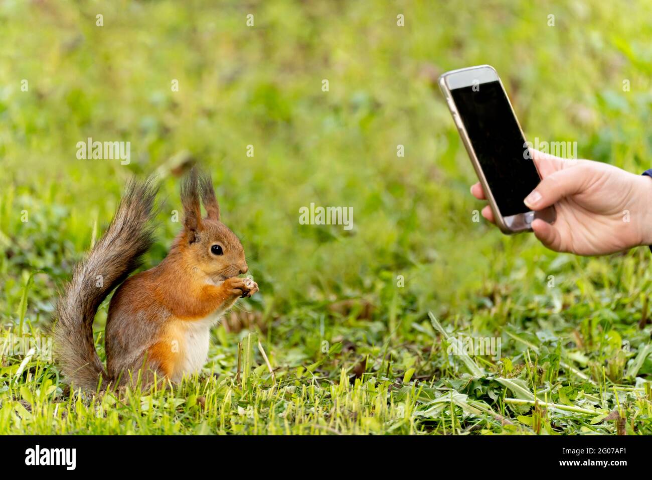 Die Menschen im Park, die das rote Eichhörnchen fotografieren, fressen Nüsse Stockfoto