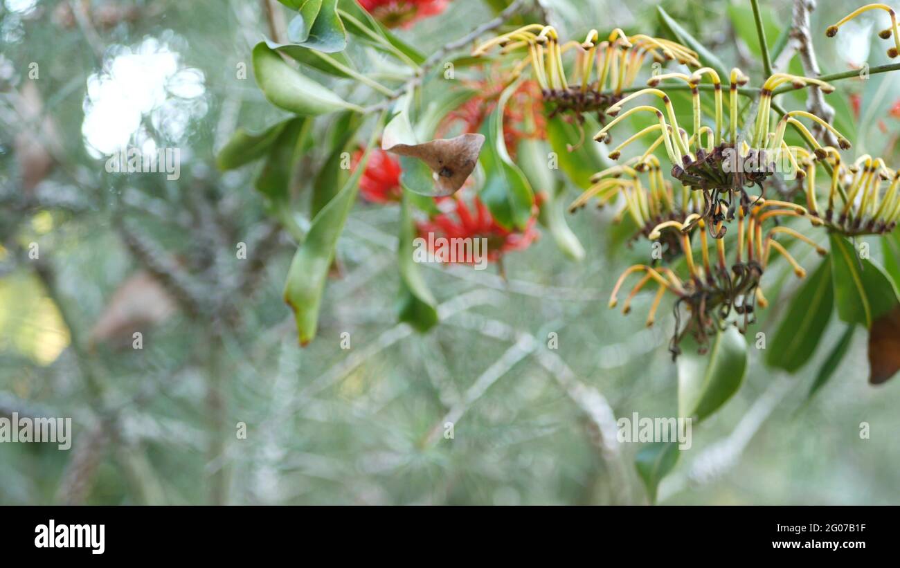 Feuerrad Baum rote Blumen, Kalifornien USA. Australische weiße Bucheneiche, stenocarpus sinuatus ungewöhnlicher, origineller exotischer Blütenstand. Ruhig für Stockfoto