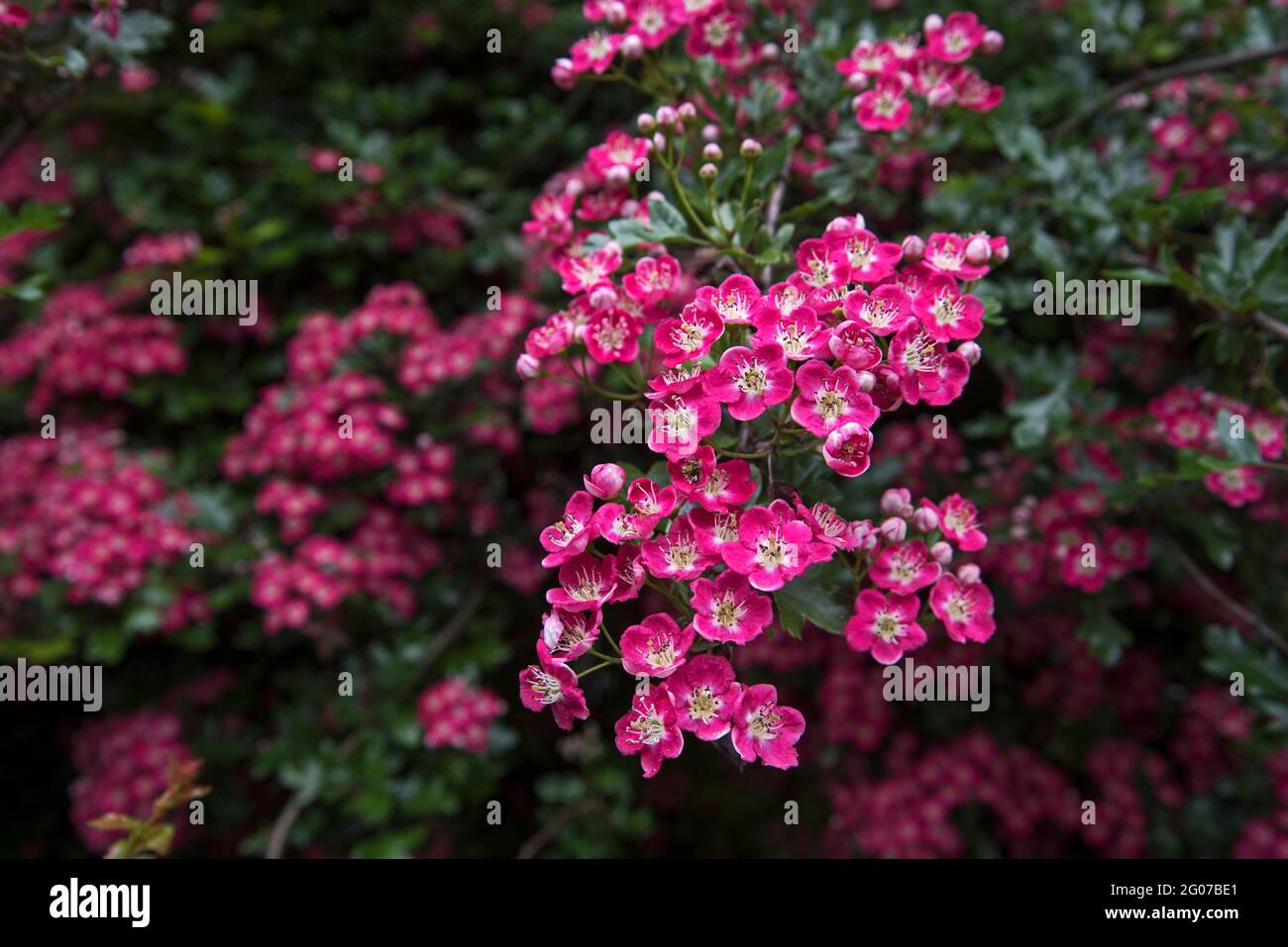 Rote Weißdorne blühen auf einem Baum in Edinburgh, Schottland, Großbritannien. Stockfoto
