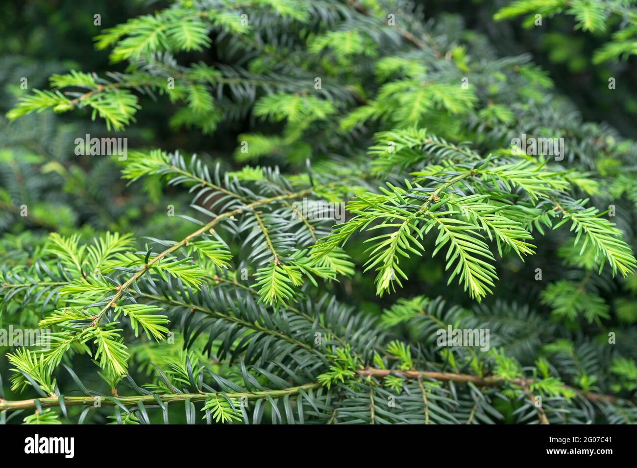 Sibirische immergrüne Fichte mit jungen Trieben. Nadeln Fichte. Stockfoto