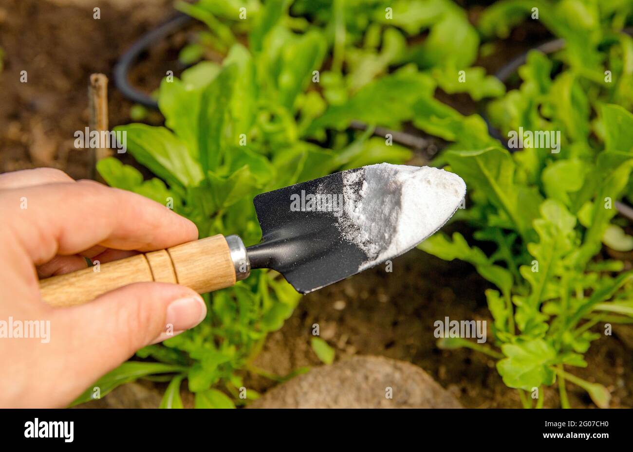 Selektiver Fokus auf Person Hand halten Gartenkelle Spaten mit Haufen von Backpulver, verschwommene Salatpflanzen. Mit Backpulver, Natriumbicarbonat in Stockfoto