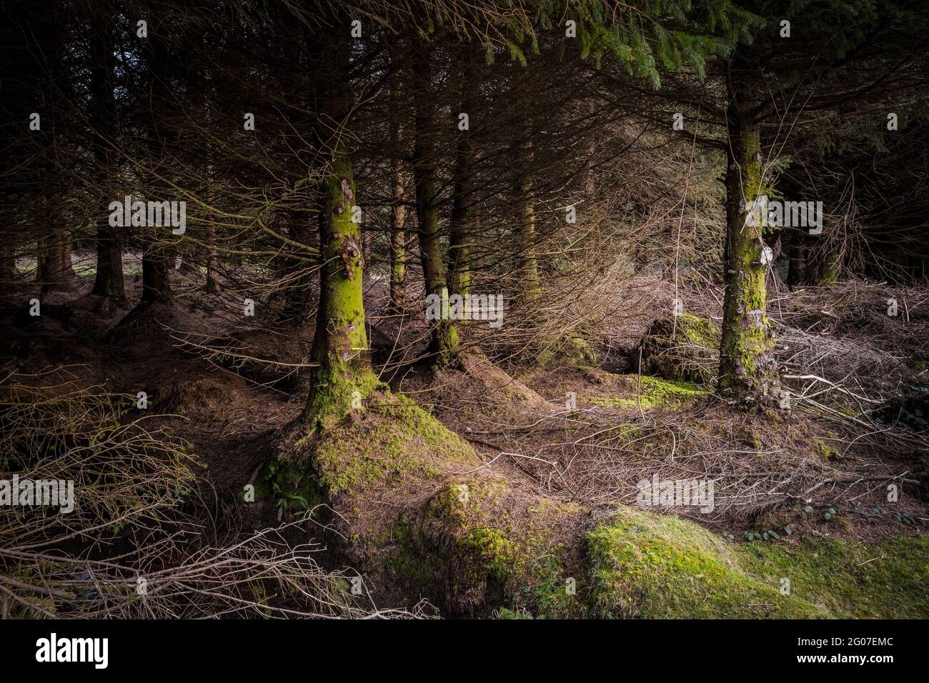 Sitka Fichte Bäume - Picea sitchensis - auf der Baumplantage Davidstow Woods auf Bodmin Moor in Cornwall. Stockfoto