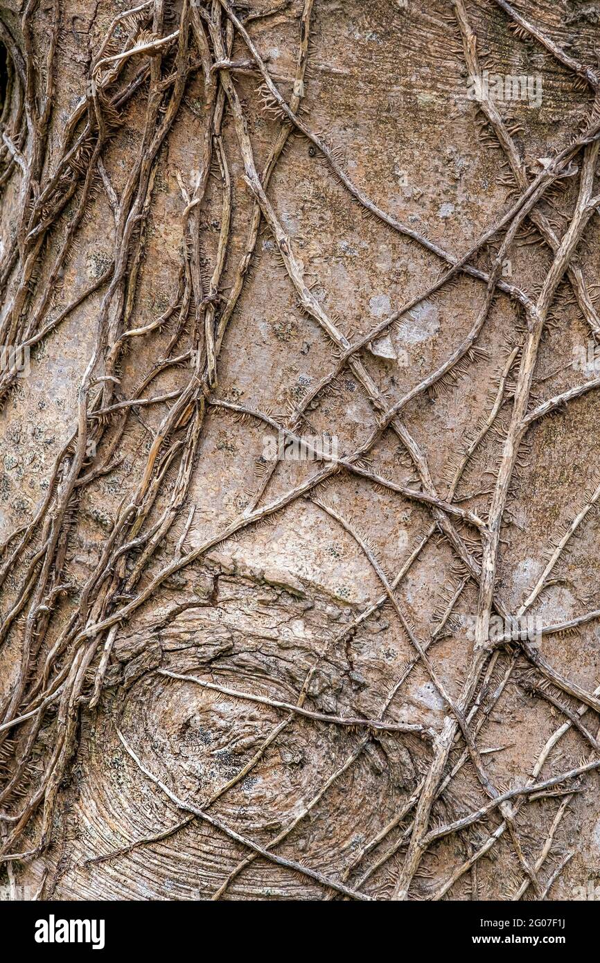 Tote Kletterei Common Ivy Hedera Helix auf einem Baumstamm. Stockfoto