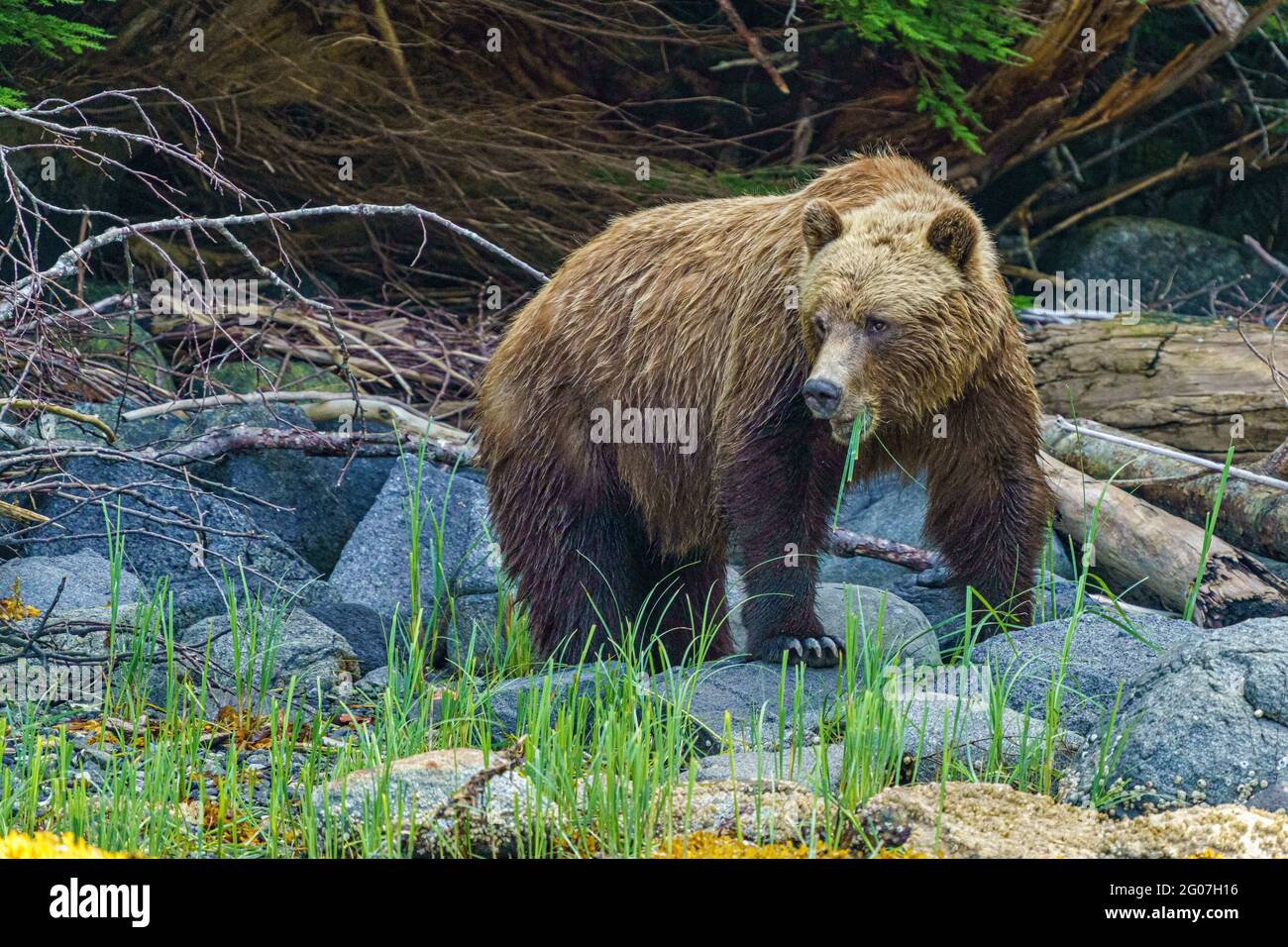 Grizzlybär an der Küste (Braunbär, Ursus Arctos), der in Knight Inlet, Great Bear Rainforest, First Nations Territory, British Colu auf dem Segengras landet Stockfoto