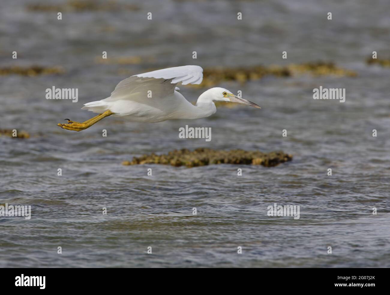 Eastern Reef-Reiher (Egretta sacra sacra) white Phase adult im Flug über dem Korallenriff Lady Eliot Island, Queensland, Australien Februar Stockfoto