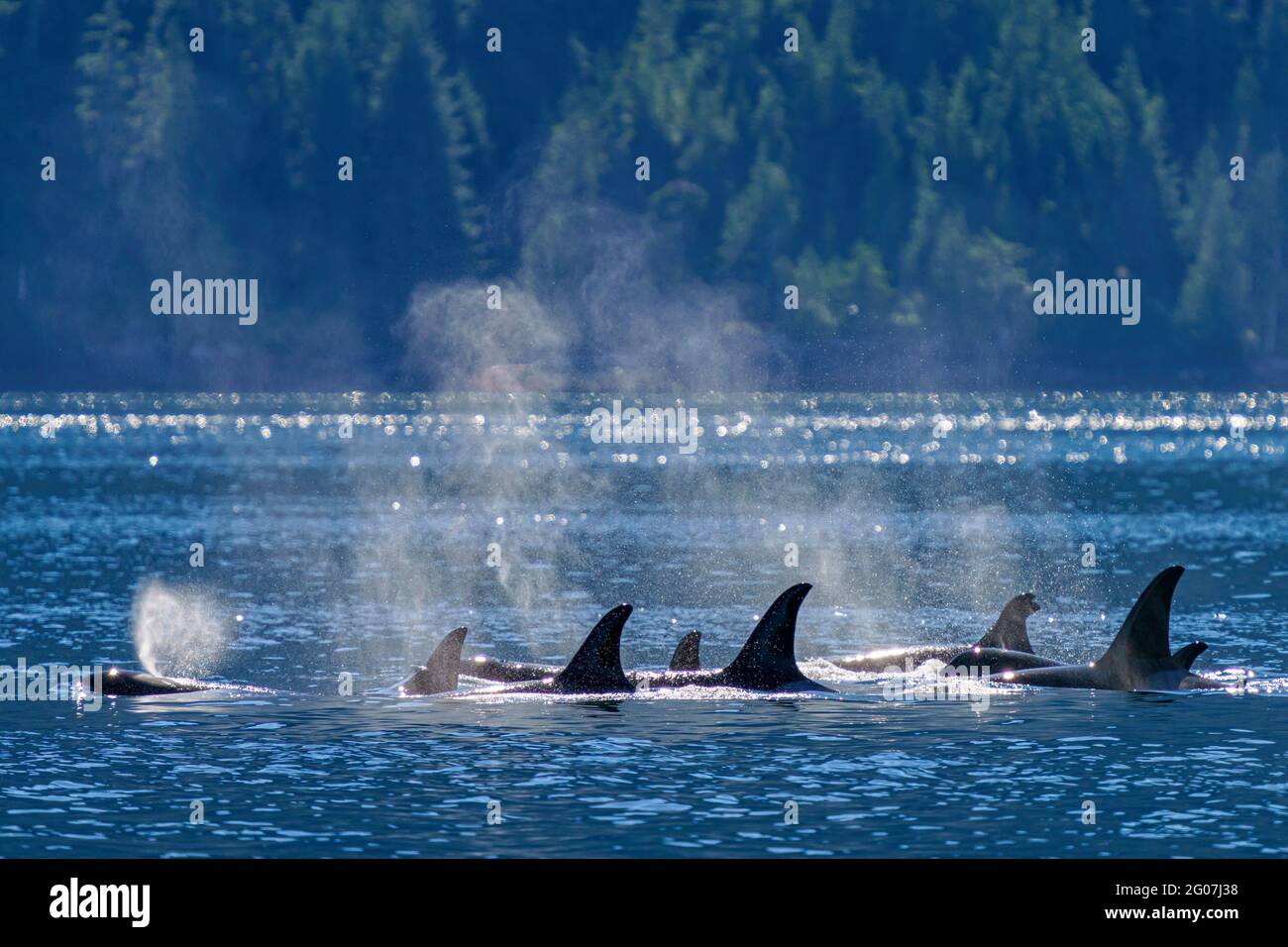 Familiengruppe von im Norden lebenden Orca-Walen, die sich in der Johnstone Strait vor dem Norden von Vancouver Island, First Nations Territory, British Columbia, Cana, aufhalten Stockfoto