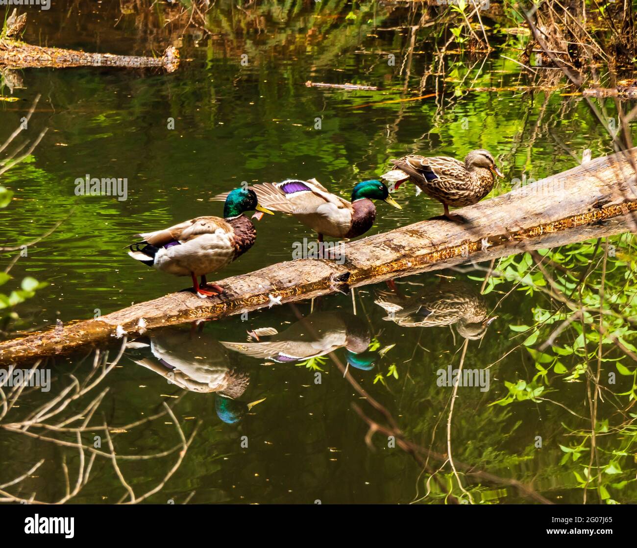 Mallard Ducks, zwei Männchen, ein Weibchen, sitzen auf einem Baumstamm im Feuchtgebiet. Bunt gefärbte Köpfe auf Männchen. Für Kalender geeignet. Stockfoto