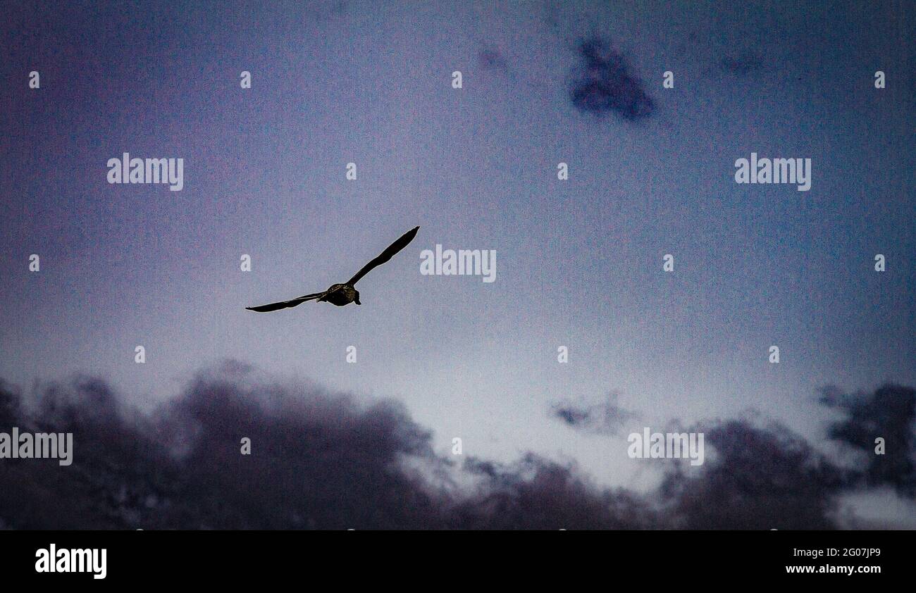 Möwe gegen dunklen Himmel Stockfoto Möwe gegen dunklen Himmel Stockfoto
