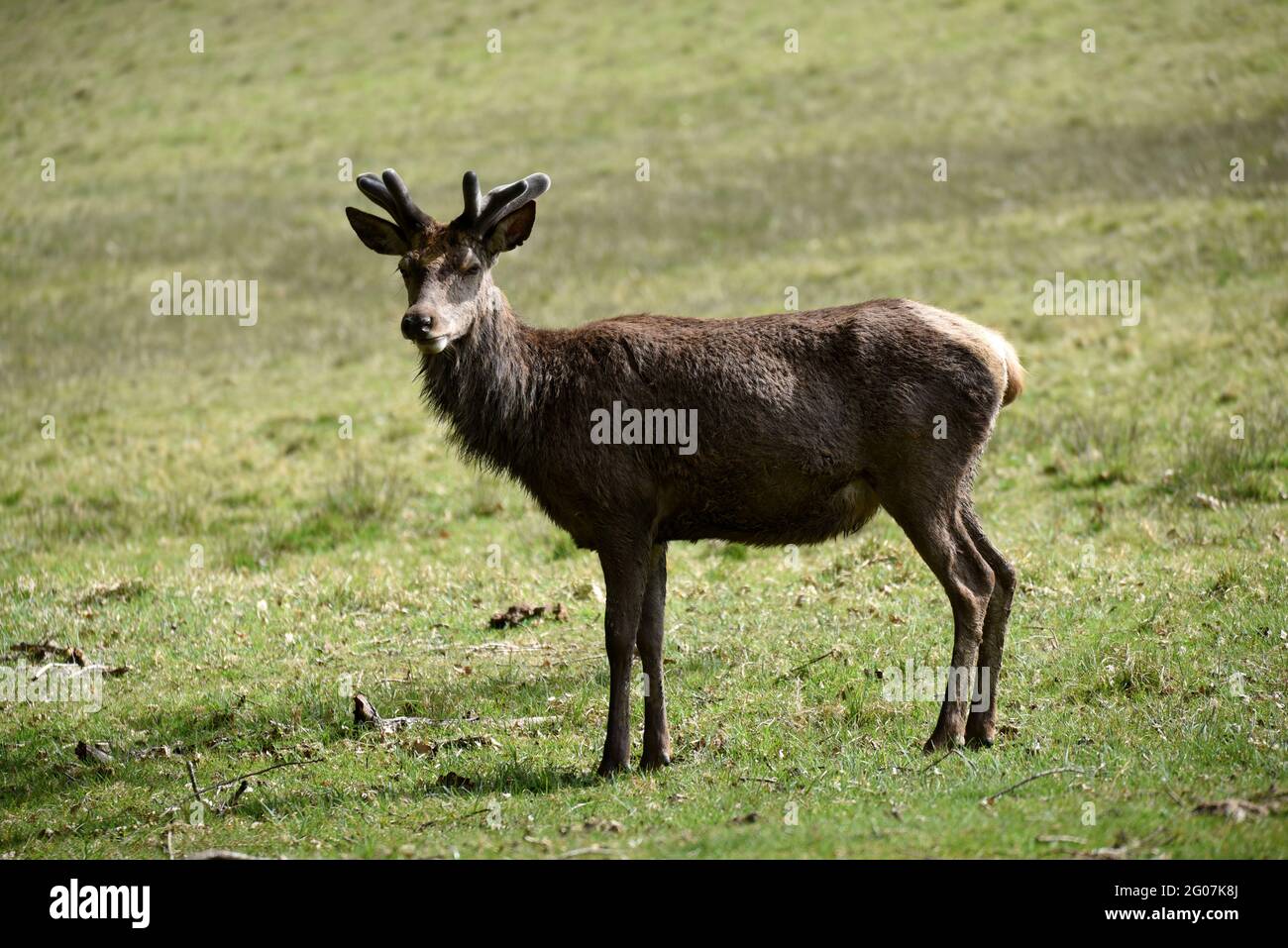 Ein Hirsch, der auf diesem Foto, das im Frühjahr in der Nähe von Windsor aufgenommen wurde, eine genaue Beobachtung hält Stockfoto