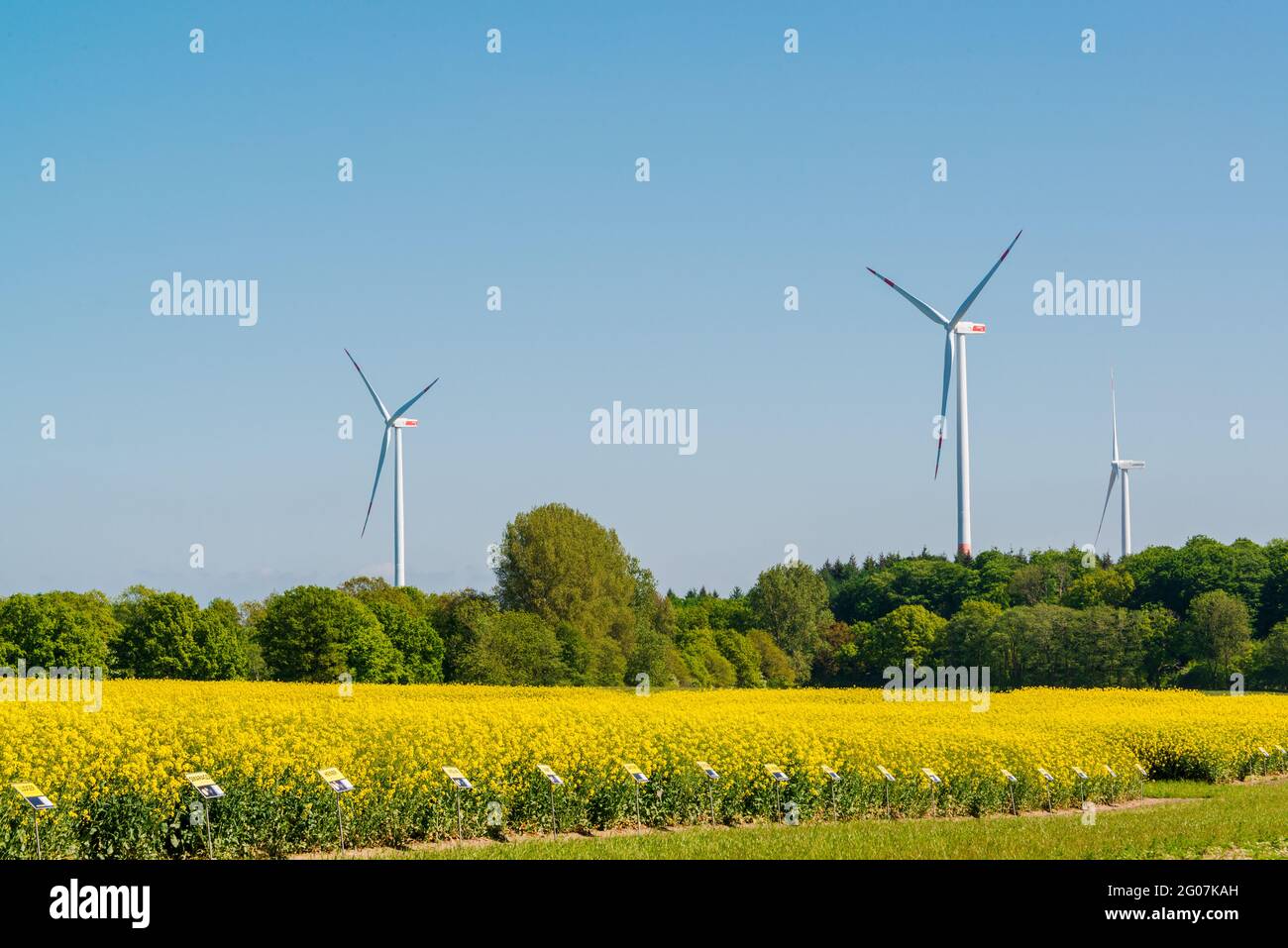 Holtsee, 01. Juni 2021 auf den Feldern bei Holtsee in Schleswig-Holstein wachsen die unterschiedlichen Sorten Raps des Pflanzenzuchtunternehmens NPZ Stockfoto