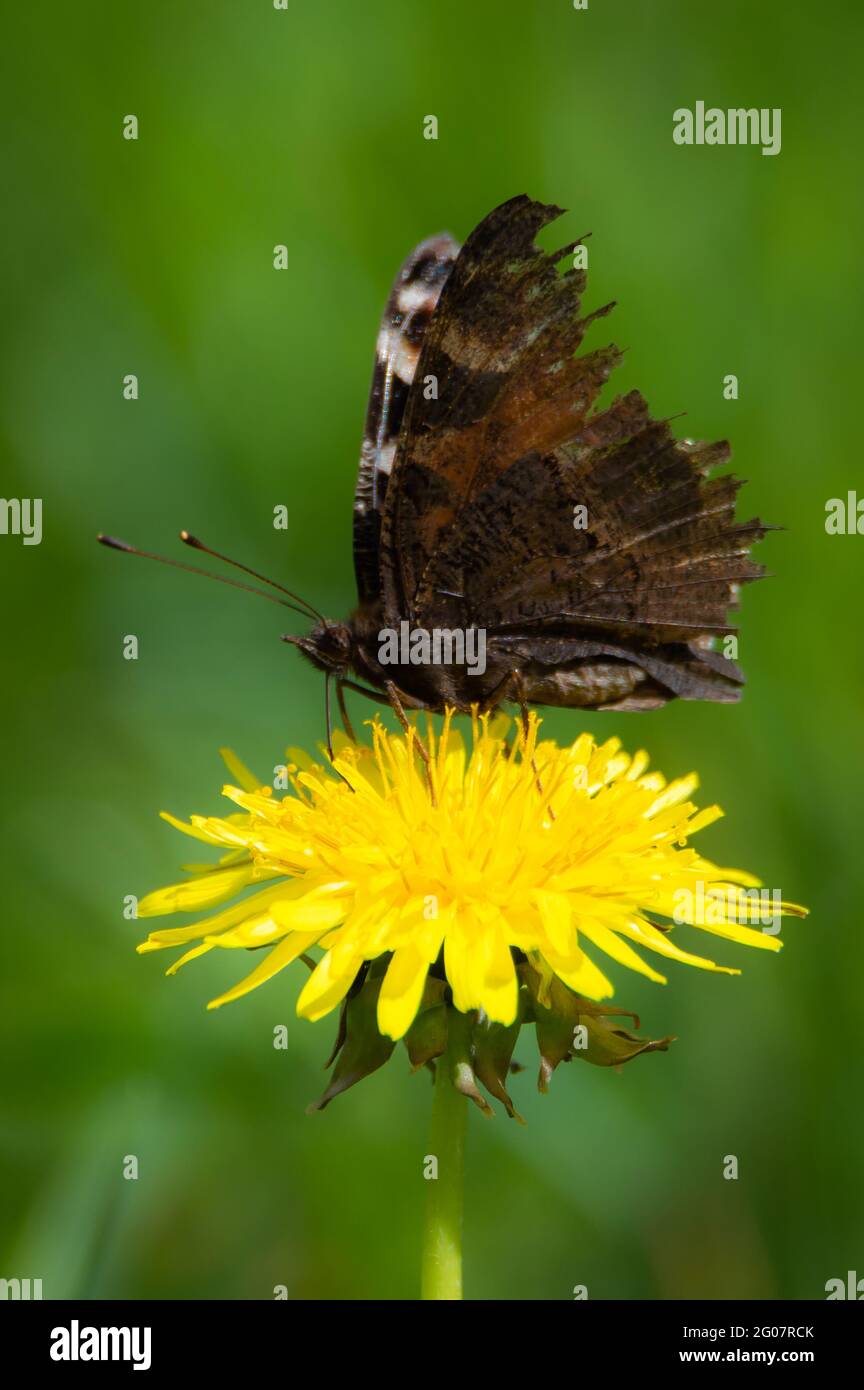 Tackiger Pfauenschmetterling auf einer Dosenblüte Stockfoto