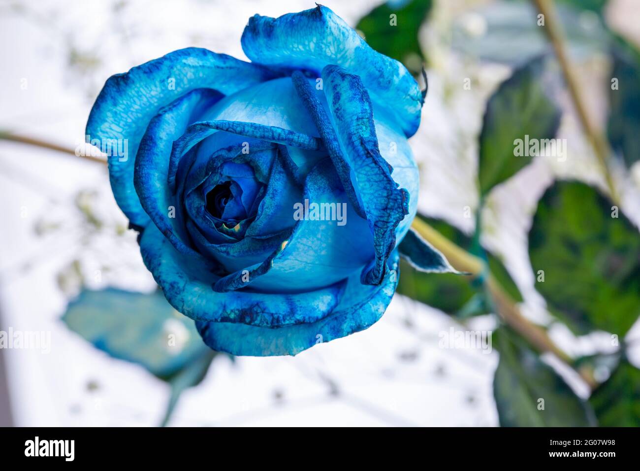 schöne Nahaufnahme blaue rose Stockfoto