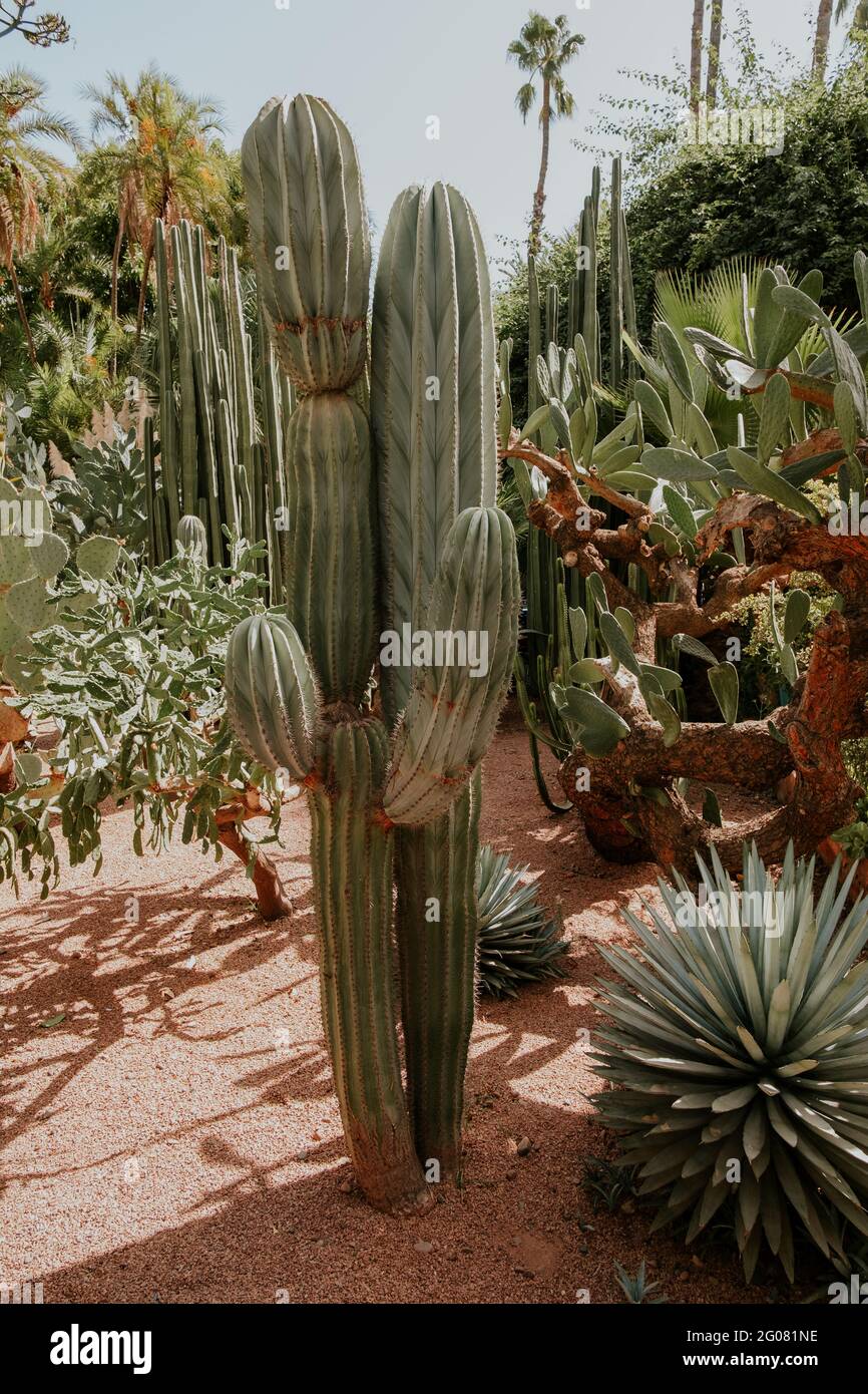 Schöne Vegetation im Majorelle Garten in Marrakesch, Marokko Stockfoto