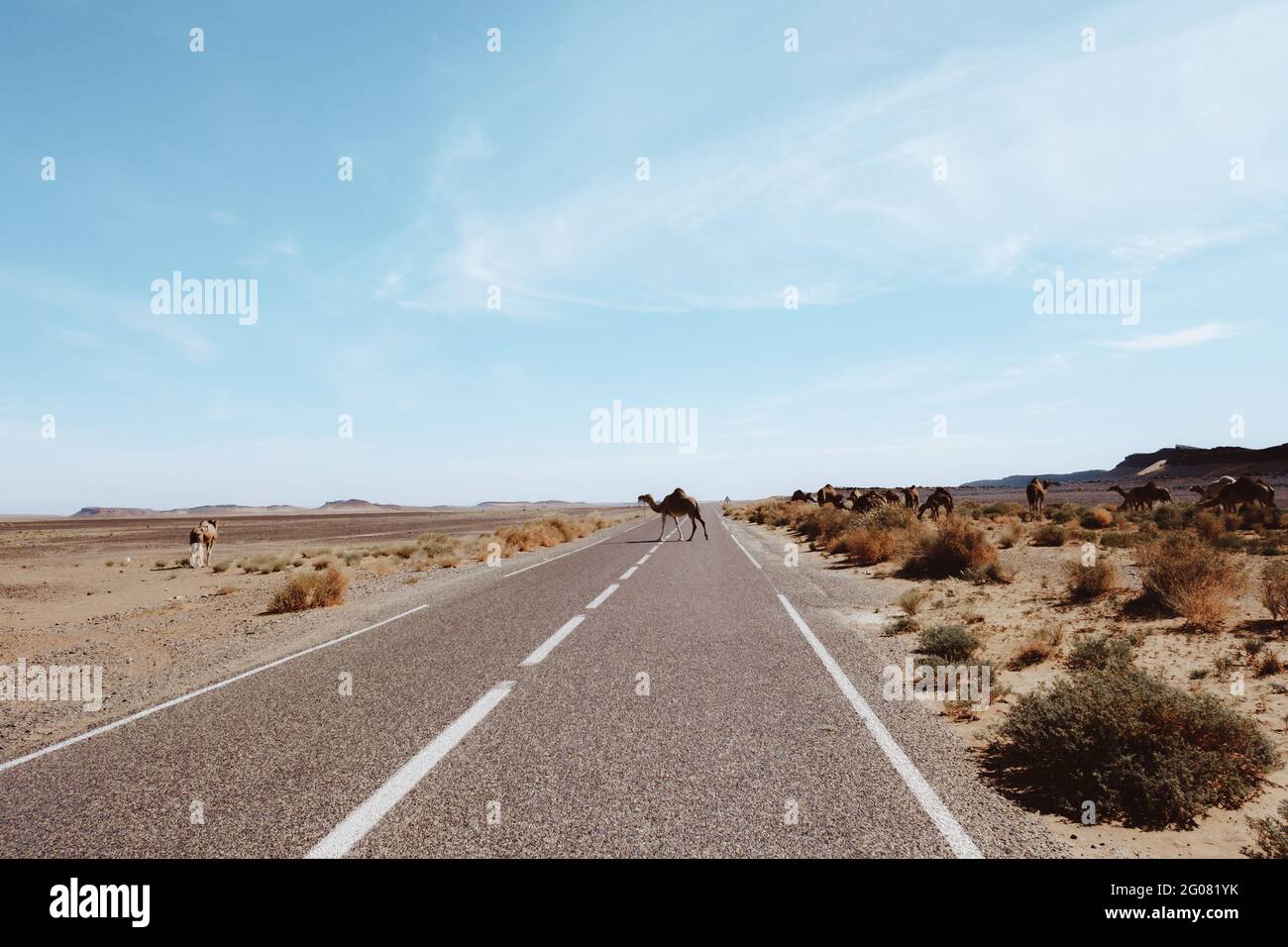 Kamele, die in der Nähe einer asphaltierten Straße stehen und trockenes Gras in sandiger Wüste fressen, gegen den bewölkten Himmel in der Nähe von Marrakesch, Marokko Stockfoto