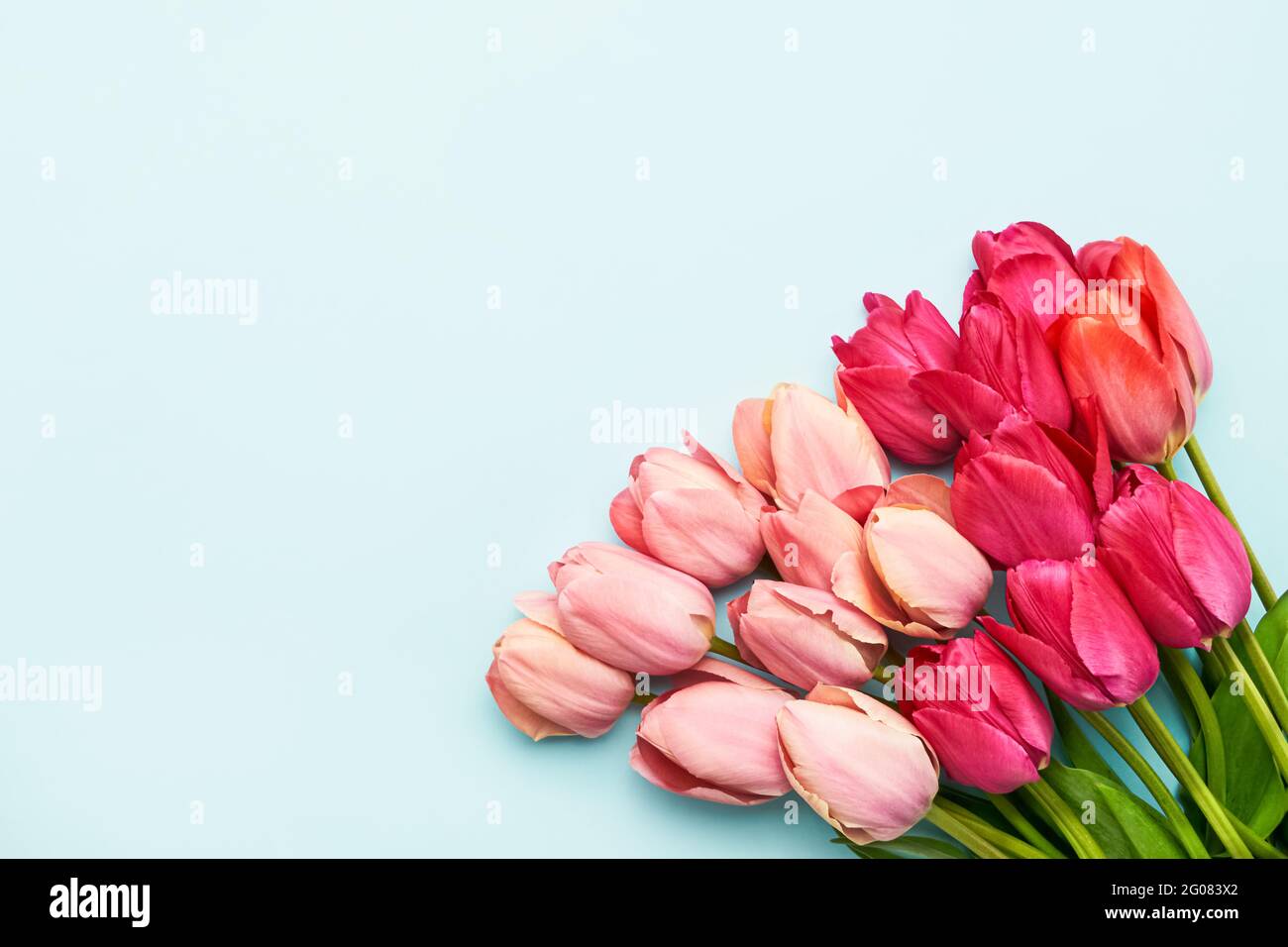 Farbenfrohe rosa Tulpenblüten auf hellblauem Hintergrund, selektiver Fokus. Muttertag, Geburtstagsfeier Konzept. Flach liegend, Platz für Text kopieren Stockfoto